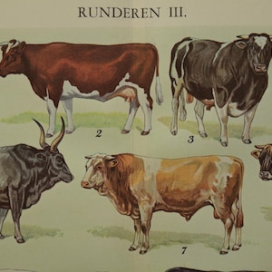 Photos de vaches vieilles gravures hollandaises de 1938 sur les races de vaches - illustration vintage d'impression de vaches