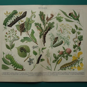 Raupen alter Druck Raupe 1910 original antike Illustration über Schmetterlinge Motten Vintage Bilder Drucke 25 x 32 cm 10x13"