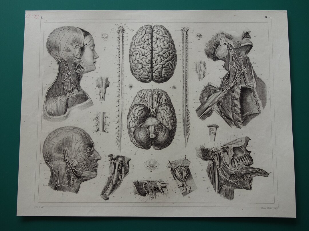 BRAIN Old Print 1849 Antique Anatomy Poster Vintage Pictures of Nervous ...