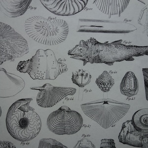 Impresión original de fósiles de CONCHAS de más de 175 años: hermoso póster de 1849 con imágenes antiguas de ilustraciones de conchas y coquilles de concha.