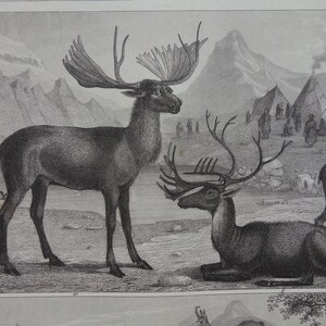 DEER impressão antiga 1849 pôster antigo original sobre alce rena fotos vintage búfalo americano bisão boi lhama alpaca ilustração