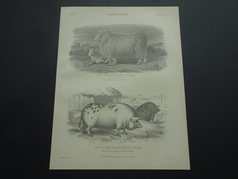 PIGS old print about Romney Marsh Breed Ewe 1875 antique fauna pictures of sheep wool and pig sow English farm animals illustration 8x11/'/'