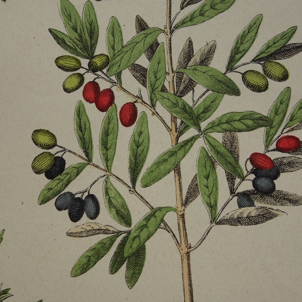Antieke botanische print GROOT 1874 originele oude illustratie van olijfboom boterkruid blaasjeskruid Weide salie vintage prints bloemen verbena
