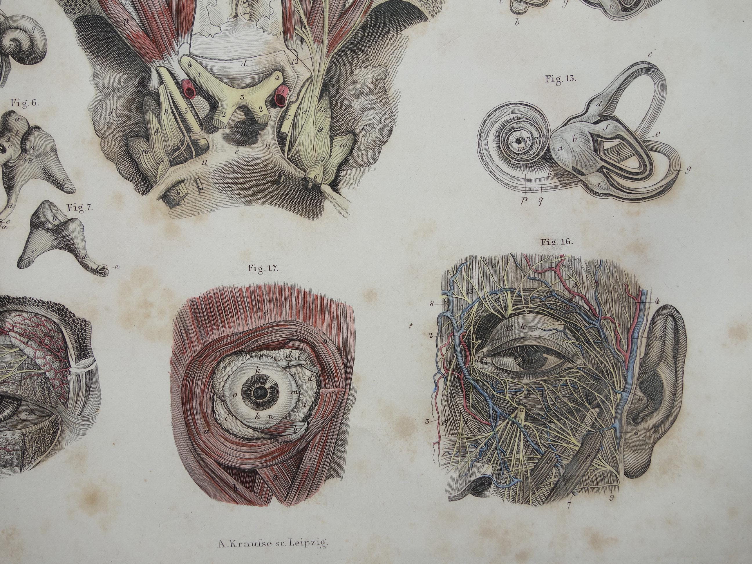 Old Anatomy Print of Eyes and Ears 1871 Original Antique Engraving Eye ...
