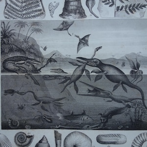 FOSSILS Vintage Druck 1849 Antike alte Bilder von Muscheln Muschel Fossilien Illustration Dino Dinos kleine Poster Silur Devon Zeit