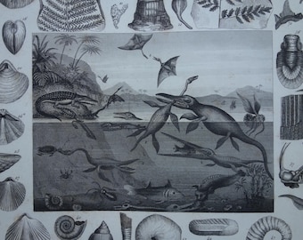 FOSSILS vintage print 1849 antique old pictures of shells shell fossil illustration dino dinos small poster Silurian Devonian period