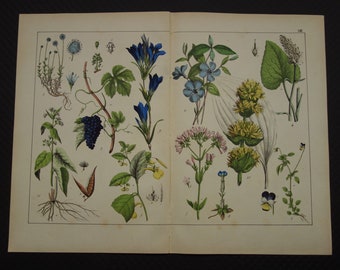 1874 Alter botanischer Druck GROSSE Antike Blumen Illustration von Enzian Vintage Prints Traubenrebe Enzian Myrte Blumen Obst Kleines Poster
