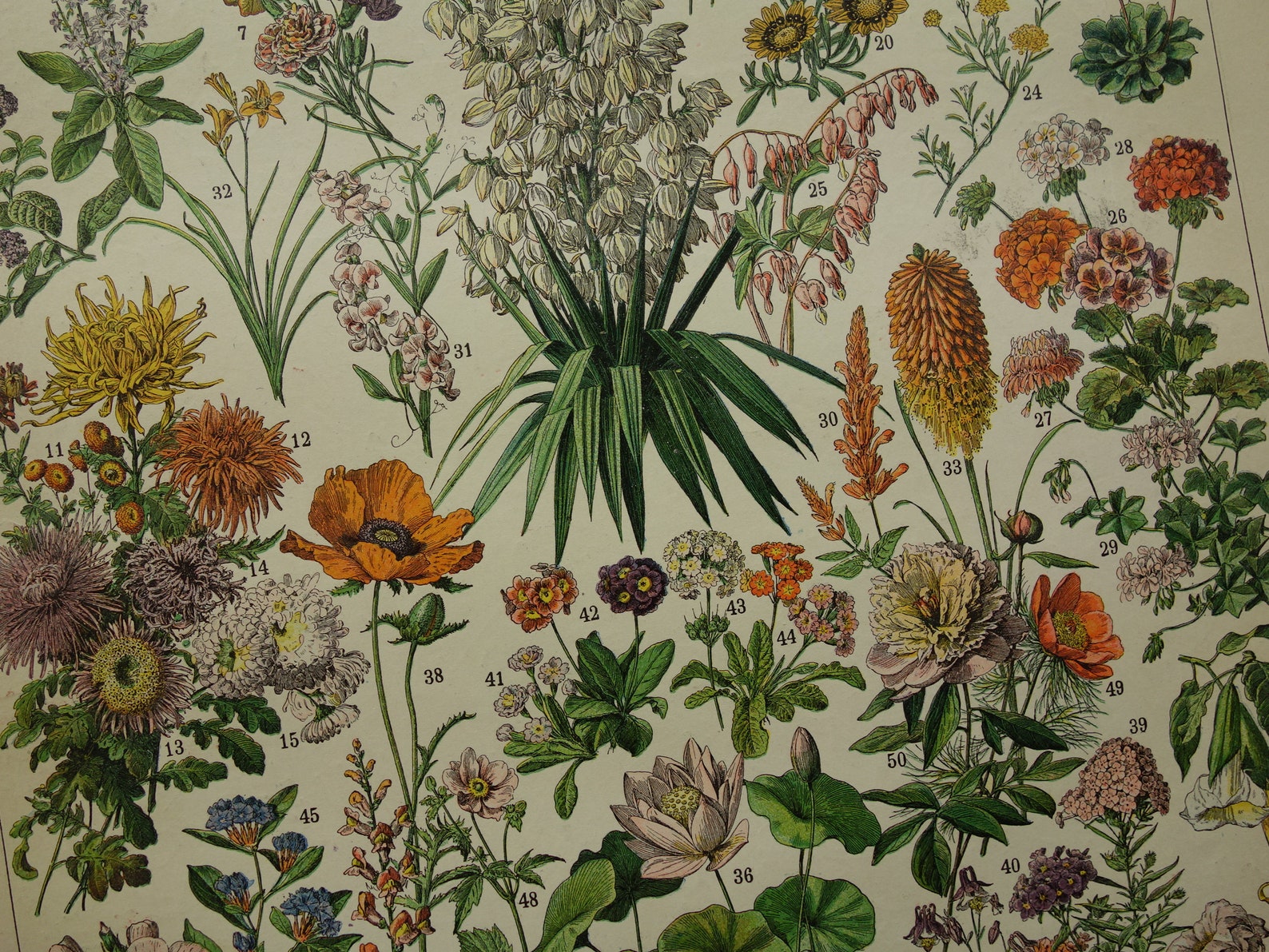 Antieke botanische print met bloemen 1897 originele vintage Etsy