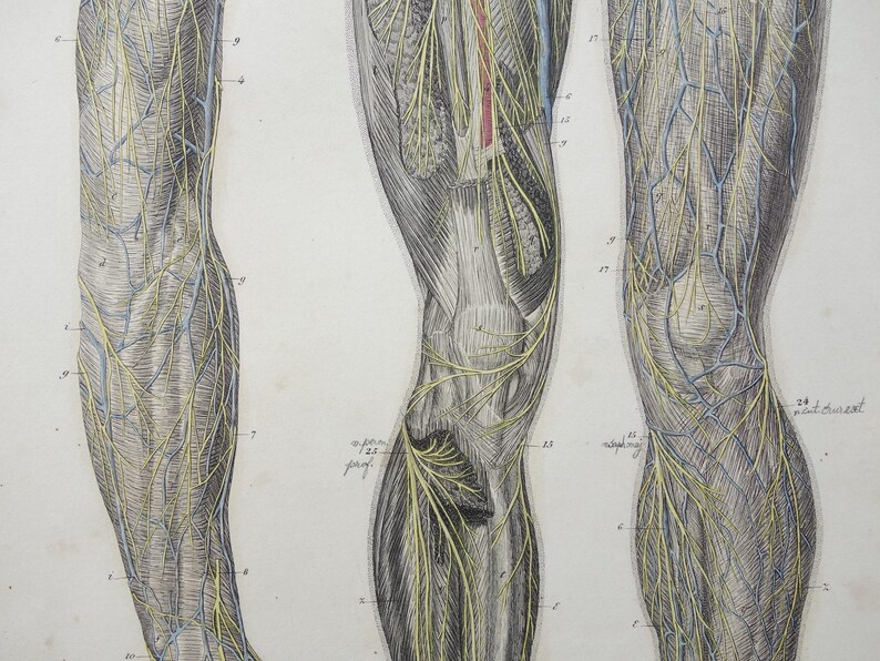 Old Anatomy Print Set of Nerves in Arms and Legs 1871 Original Antique ...