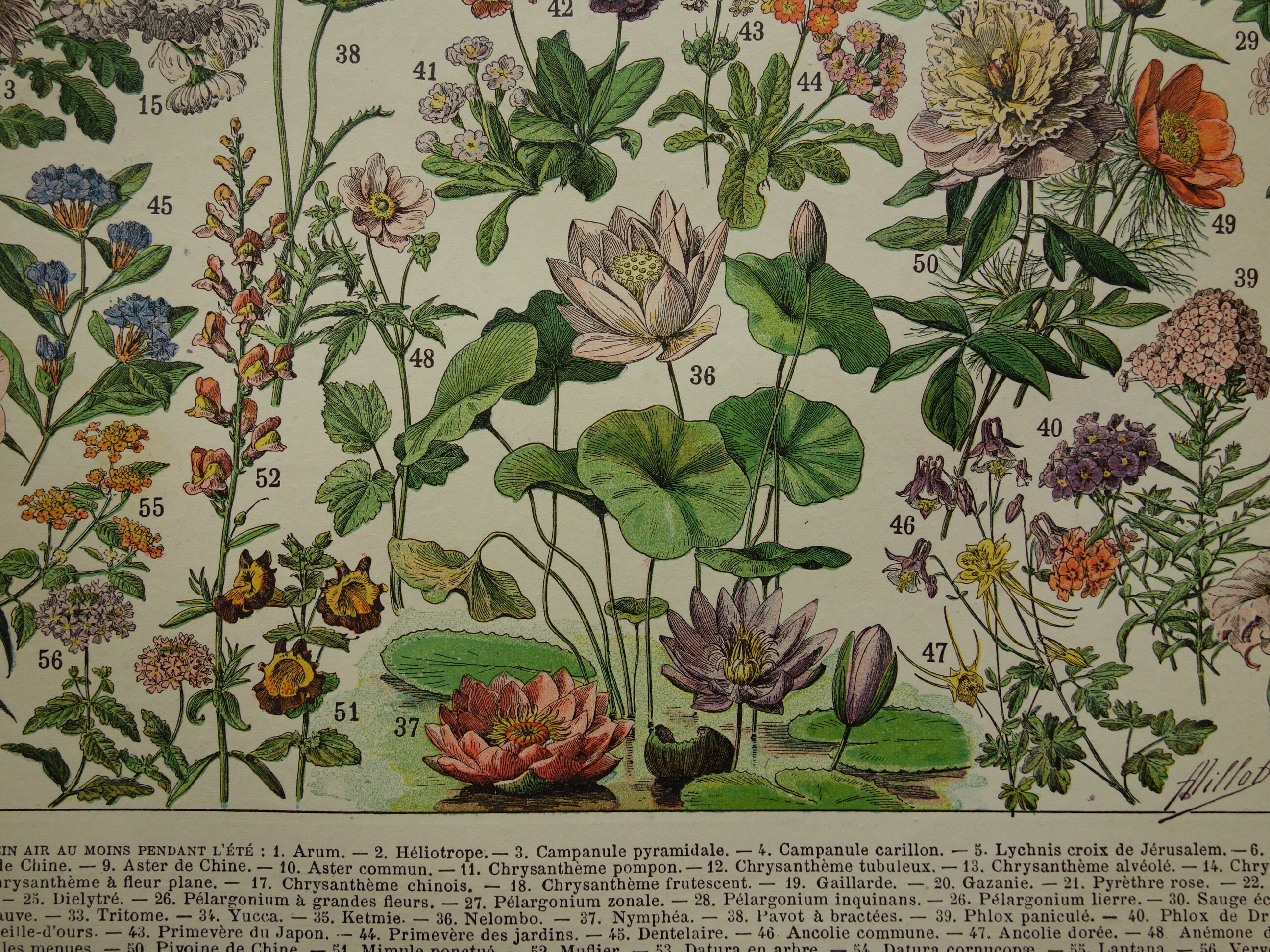 Antieke botanische print met bloemen 1897 originele vintage Etsy