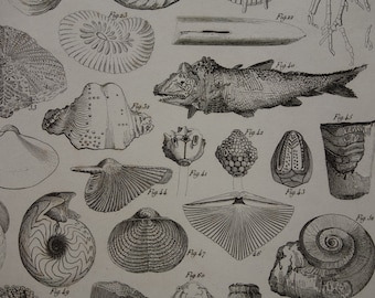 SHELLS original 175+ year old fossils print - lovely 1849 poster with old pictures of shell coquilles muscheln coquille illustration prints