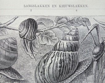 Caracoles marinos, lámina antigua con imágenes de especies de caracoles marinos, ilustración holandesa vintage de animales de 1930, vida marina.