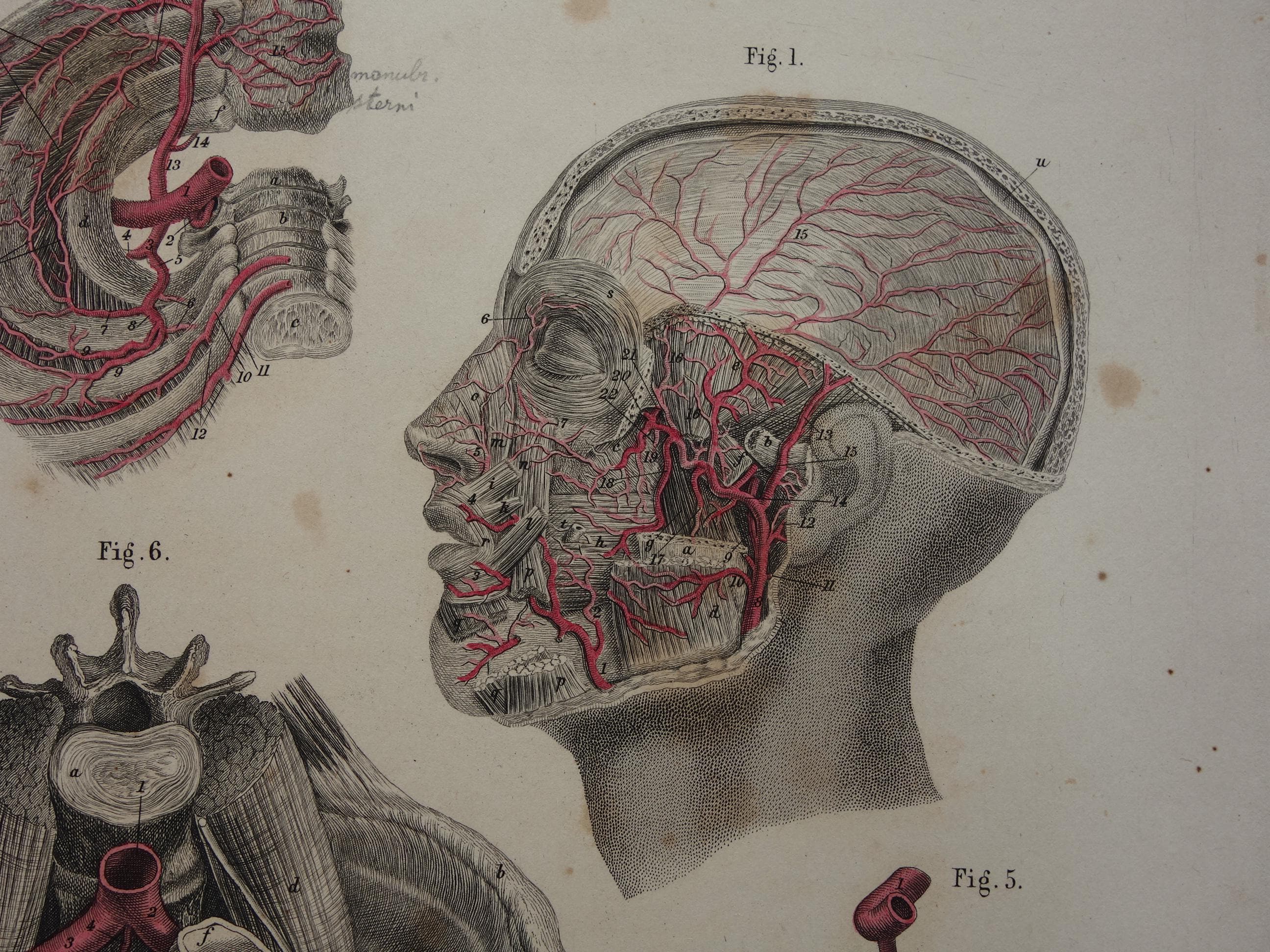 Old Anatomy Print of Blood Vessels in the Head Neck and Pelvis 1871 ...