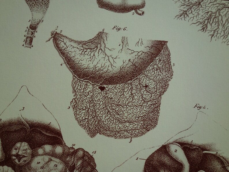 vintage poster with pictures about gallbladder omentum epiploon intestines 9x12 22x30c re Anatomy print of old antique anatomical plate