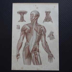 May include: Anatomy print depicting the human muscular system, viewed from the back. The illustration shows detailed muscle structures in shades of red and white, with additional diagrams of muscle groups. The print is on aged paper.