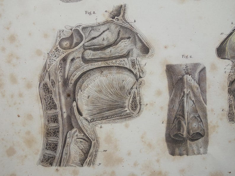 Antique Anatomy Plate 1871 Original Old Hand-color Print of Tongue Nose ...