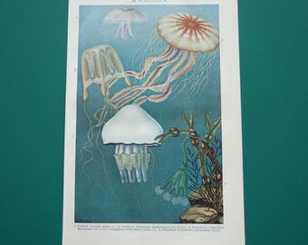 1919 JELLYFISH print - old pictures of medusa sea-jelly nettle - original Dutch marine life illustration kwal kwallen qual 16x25c 6x10"