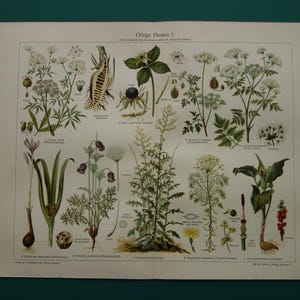 Alter botanischer Druck von Giftpflanzen 1928 original vintage botanische Pflanzenillustration