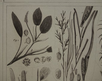 FLOWERLESS PLANTS print 1849 antique botanical illustration cryptograms pondweed snakeshead wild arum old vintage sugar cane pictures rice