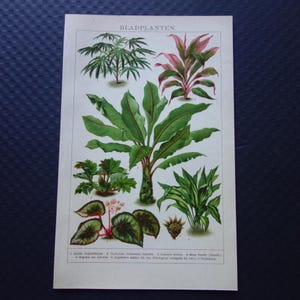 Impresión botánica antigua de 1906, ilustración antigua de un plátano etíope gigante, ruibarbo, imágenes antiguas, planta de hierro fundido, Begonia rex, plantas híbridas.