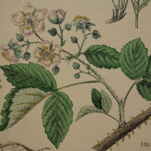 1884 old botanical print lovely antique floral illustration blackberry vintage pictures of colewort great burnet meadowsweet flowers flora