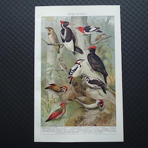 WOODPECKER old print 1922 original vintage pictures of birds Woodpeckers antique bird prints 16x25c 6x10&quot; small