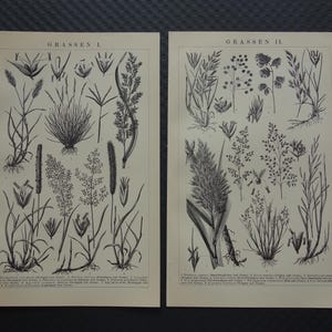 草の古い植物画 - 草の種類のオリジナルのアンティークオランダ植物学写真 - ヴィンテージの小さな版画 - 2枚セット