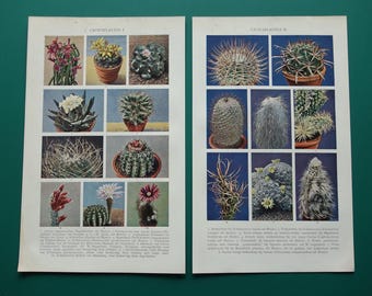 CACTUS old botanical print of Cacti Original vintage 1930's Dutch botany pictures of Cactus
