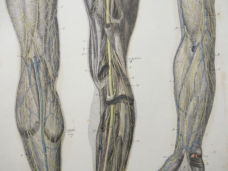 Old Anatomy Print Set of Nerves in Arms and Legs 1871 Original Antique ...