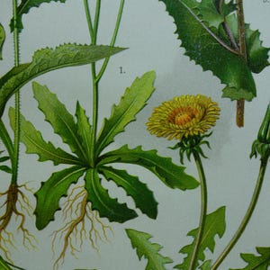 Antica tavola botanica sulle Compositae - splendida stampa litografica floreale con immagini di cardi, orecchie di gatto e denti di leone, 18x28 cm
