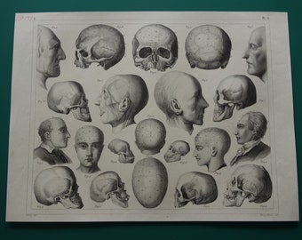 SKULL anatomy print 1849 original old antique anatomical poster with vintage pictures of skulls head heads craniometry - illustration prints