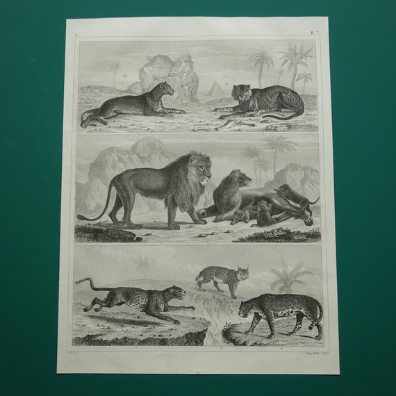 Poster Tiger 9x11 old kleines 1849 LIONS Tiger Leopard Panther Vintage von Jaguare original Illustration Löwe Bilder antike print Jaguar