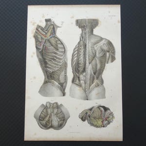 May include: Anatomy print featuring detailed illustrations of the human torso and internal structures. The print includes side and back views, along with cross-sections, showcasing the skeletal and nervous systems. The artwork is in grayscale with subtle color accents.