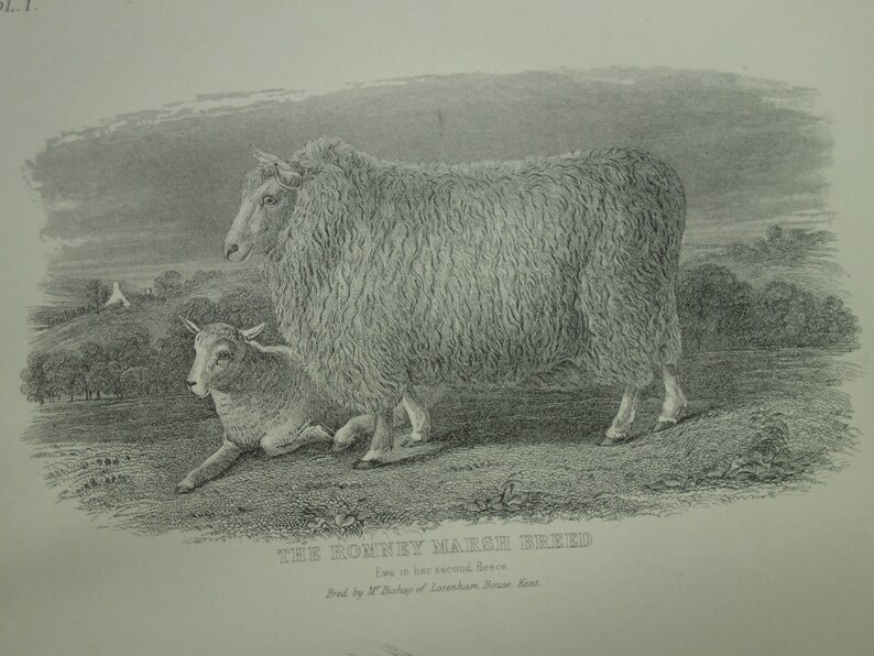 PIGS old print about Romney Marsh Breed Ewe 1875 antique fauna pictures of sheep wool and pig sow English farm animals illustration 8x11/'/'