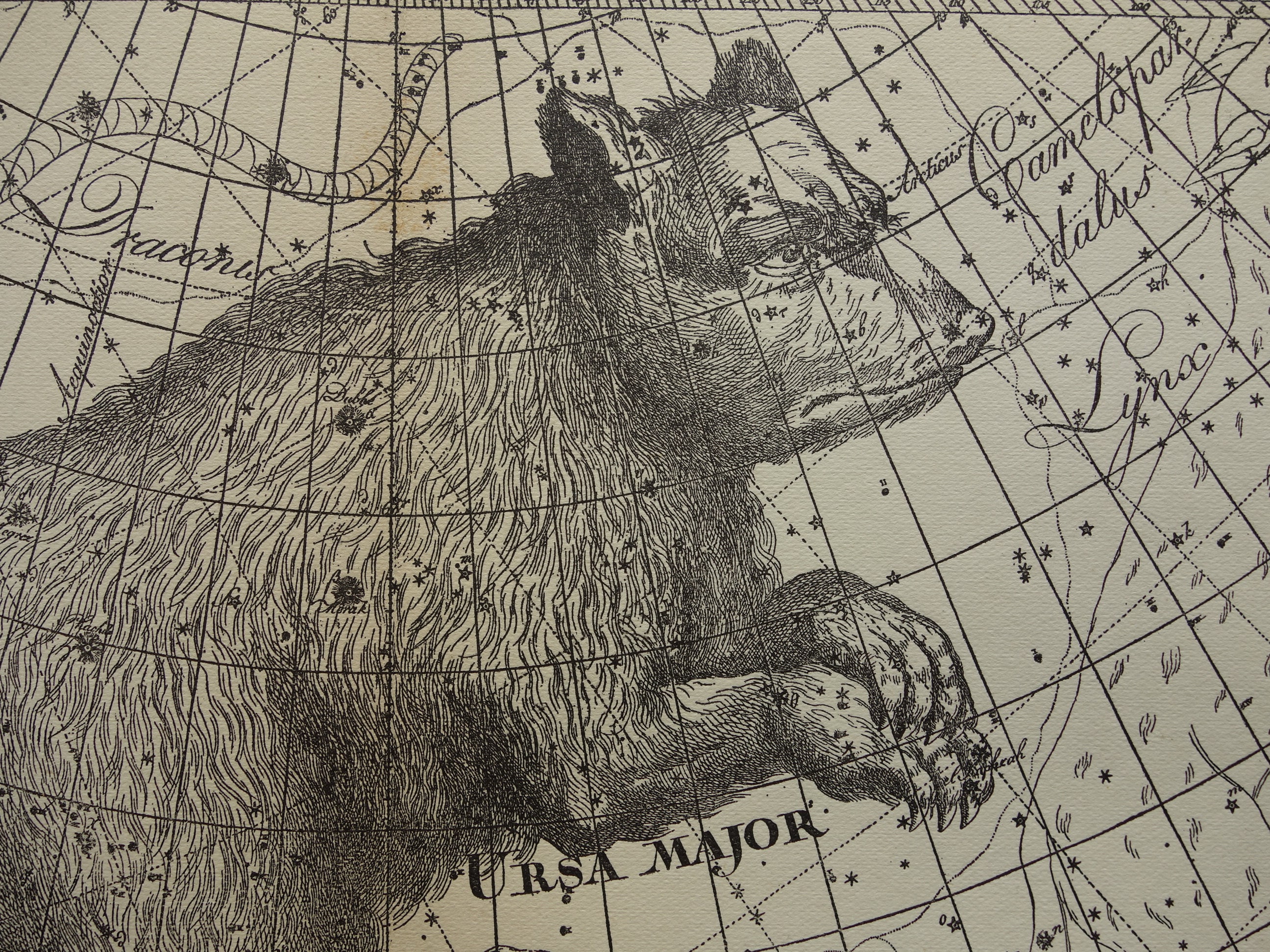 Great Bear Antique ASTROLOGY print old star chart vintage astronomy map poster of the Big Dipper Ursa major sign constellation stars zodiac