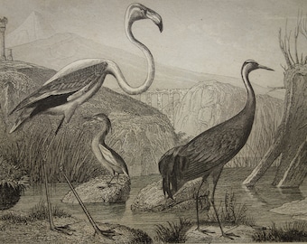 old bird print of stork flamingo 1849 antique birds prints vintage pictures plover heron spoonbill illustration crane storks snipe avocets