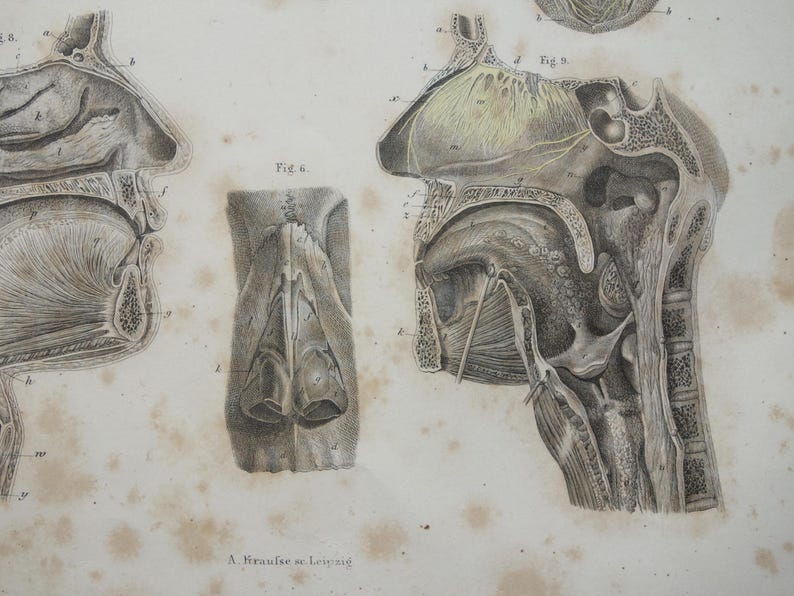 Antique Anatomy Plate 1871 Original Old Hand-color Print of Tongue Nose ...