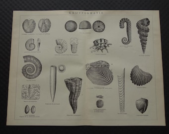 Könnte beinhalten: Ein antiker Druck mit detaillierten Schwarz-Weiß-Illustrationen verschiedener Fossilien, darunter Ammoniten und Muscheln. Der Druck trägt den Titel "KRUITFORMATIE" und zeigt verschiedene Meereslebewesen.