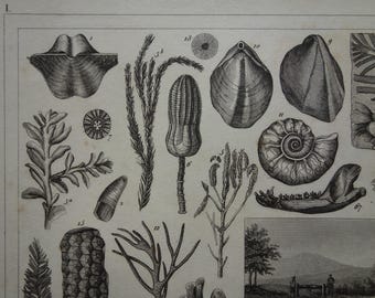 FOSSILS old print of fossil 1849 antique illustration pictures of shell shells Permian Jurassic Triassic period small vintage poster