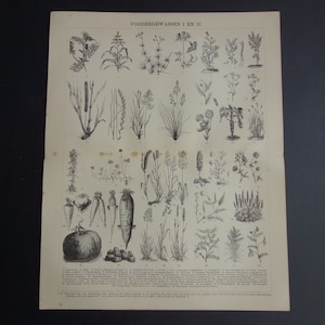 Puede incluir: Grabado botánico antiguo con ilustraciones detalladas de varias plantas y verduras. La impresión en blanco y negro incluye diagramas etiquetados de diferentes especies, como zanahorias, calabazas y hierbas. La impresión está en papel envejecido.
