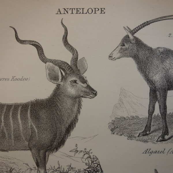 ANTELOPE antique print of Antelopes Original 140+ years old Waterbuck Pronghorn Kudu Arabian Oryx Illustration - Vintage Prints Small Poster