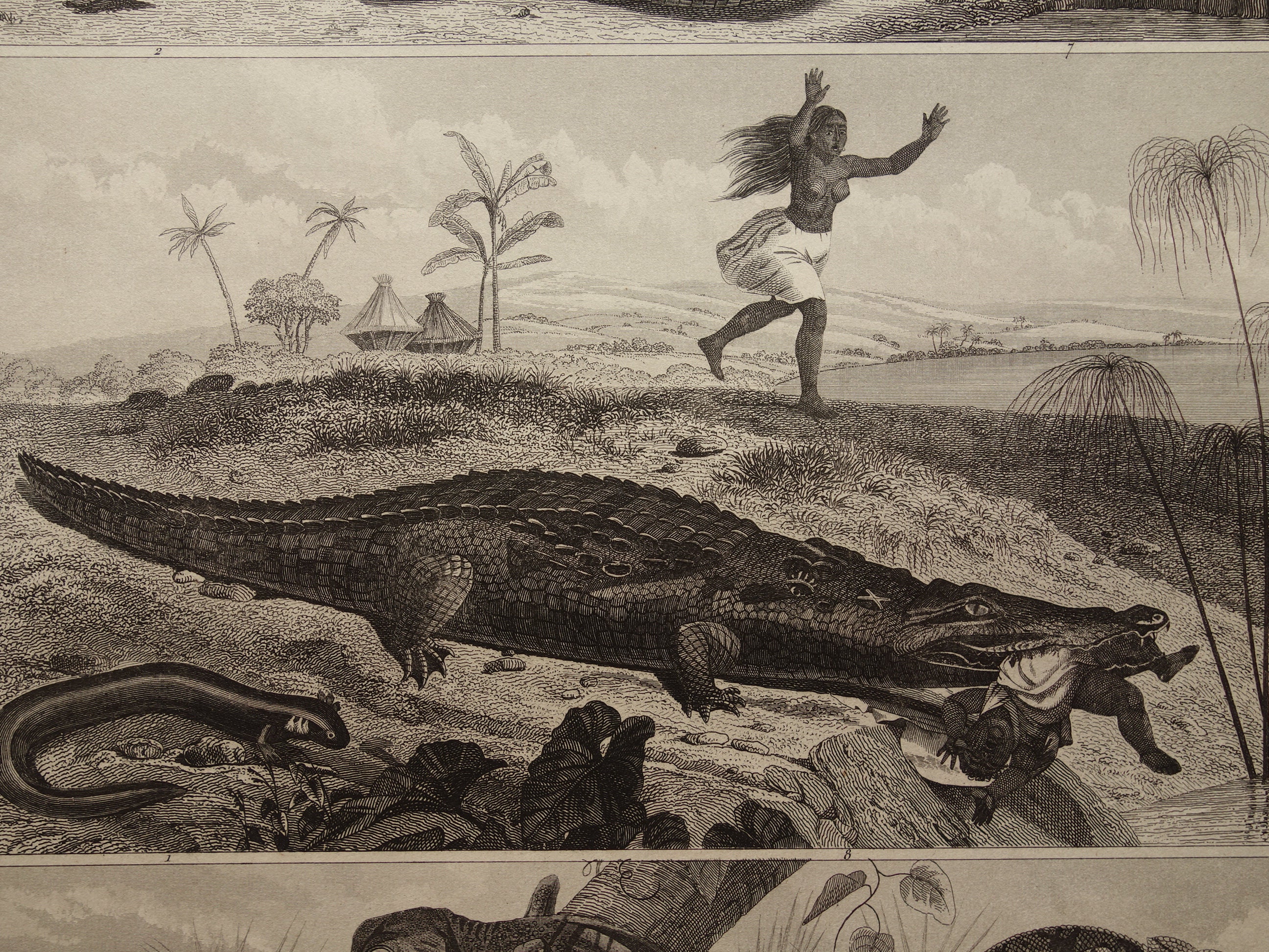 SNAKES, CROCODILES and LIZARDS　洋書　写真集 SNAKES, CROCODILES and LIZARDS 洋書 写真集 Snakes And Other
