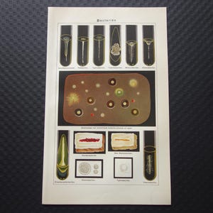 May include: Vintage scientific illustration titled "Bacterien" featuring detailed depictions of various bacteria in test tubes and cultures. The image showcases a range of shapes and colors, providing a visual guide to different bacterial forms.