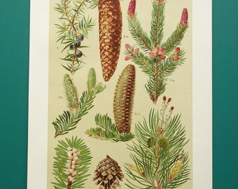 Antique botanical plate about spruce cones white-fir cone Beautiful original old lithographic floral print with pictures of plants pine tree
