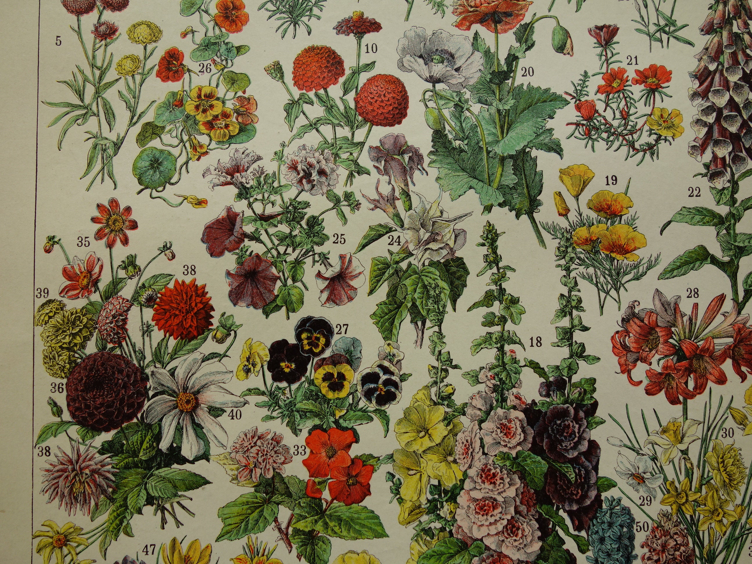 Antieke botanische print met bloemen 1897 originele vintage Etsy