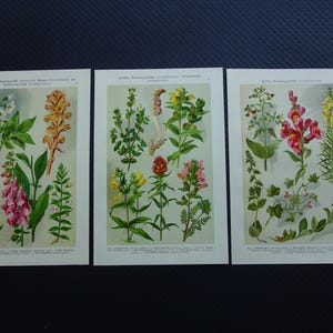 Antique Botany prints Original 110+ years old matching print set Flower illustration vintage botanical decor