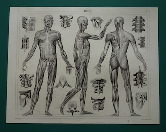 Old Anatomy Print Muscles 1849 original antique anatomical illustration vintage engraving muscle torso  body front rear side