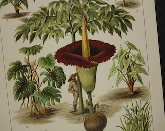 Antique botanical plate about Araceae plants 1914 original old floral print with pictures of Titan arum Bog Marsh Calla sweet flag calamus