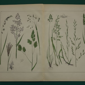 草 古い植物の印刷物 大きなアンティークの花のイラスト 草 ケンタッキーブルーグラス ボタンオートグラス 多年生植物のビンテージ写真