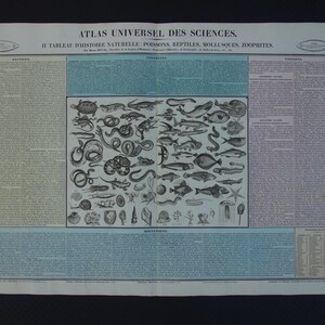 Peut inclure: Une illustration scientifique ancienne intitulée "ATLAS UNIVERSEL DES SCIENCES." L'impression présente des dessins détaillés de divers animaux marins et terrestres, notamment des poissons, des reptiles et des mollusques. Du texte en français entoure l'illustration centrale.